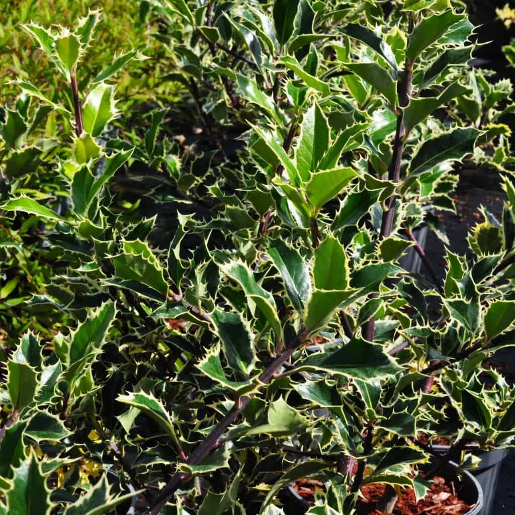 Ilex aquifolium 'Handsworth New Silver' 30-40 cm